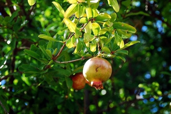 Pomegranate ripening on a tree